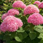 Hortenzia stromčekovitá (Hydrangea arborescens) ‘Candybelle® Stand Up Pink’ - výška 30-40 cm, kont. C2L